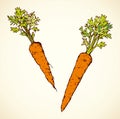 Carrot. Vector drawing