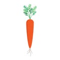 Carrot with leaves and roots vector