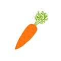 Carrot. Vector illustration.