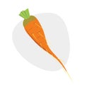 Carrot. Vector illustration.