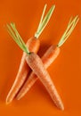 Carrot vegetable