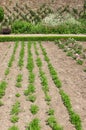 Carrot Vegetable Bed Royalty Free Stock Photo