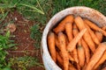 Carrot vegetable farm harvest in spring. Fresh ripe organic raw vegetables. Abundance reaped and packed in bucket on outdoor farm Royalty Free Stock Photo