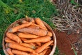 Carrot vegetable farm harvest in spring. Fresh ripe organic raw vegetables. Abundance reaped and packed in bucket on outdoor farm Royalty Free Stock Photo