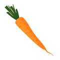 Carrot vegetable fresh raw veggie product, organic healthy orange carrot with cut leaves