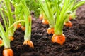 Carrot vegetable grows in the garden in the soil organic background closeup