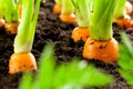 Carrot vegetable grows in the garden in the soil organic background closeup Royalty Free Stock Photo