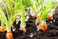 Carrot vegetable grows in the garden in the soil organic background closeup Royalty Free Stock Photo