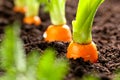 Carrot vegetable grows in the garden in the soil organic background closeup Royalty Free Stock Photo