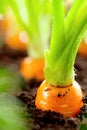 Carrot vegetable grows in the garden in the soil organic background closeup Royalty Free Stock Photo