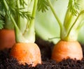 Carrot vegetable grows in the garden in the soil organic background