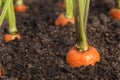 Carrot vegetable grows in the garden in the soil organic background closeup Royalty Free Stock Photo