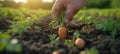 Carrot vegetable grows in the garden in the soil organic background closeup Royalty Free Stock Photo