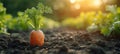 Carrot vegetable grows in the garden in the soil organic background closeup Royalty Free Stock Photo