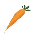 The carrot vegetable, hand drawn daucus carota or wortel, cartoon flat illustration
