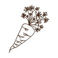 Carrot vegetable icon