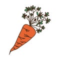 Carrot vegetable icon