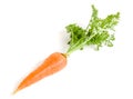 Carrot vegetable with leaves isolated on white background Royalty Free Stock Photo