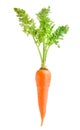 Carrot vegetable with leaves isolated on white background Royalty Free Stock Photo