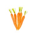 Carrot vegetable with leaves isolated on white background cutout Royalty Free Stock Photo