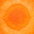 Carrot vegetable square frame texture