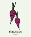 Carrot vegetable vector isolate. Purple whole carrot, green leaf. Vegetables hand drawn illustration. Trendy vegetarian