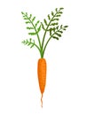 Carrot vegetables growing. Plant showing root structure. Farm product for restaurant menu or market label. Organic and