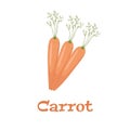 Carrot. Vitamin vegetable. Organic food. Orange carrots. Vector illustration isolated on a white background Royalty Free Stock Photo