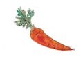 Carrot Watercolor Hand Drawing on white background
