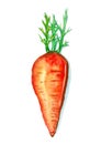 Carrot