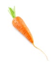 Carrot on white. Fresh ripe vegetables Royalty Free Stock Photo