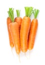 Carrot on white. Fresh ripe vegetables. Top view Royalty Free Stock Photo