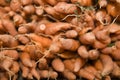 Carrots Royalty Free Stock Photo