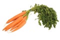 Carrots Royalty Free Stock Photo