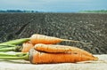 carrots on the background of agricultural lands Royalty Free Stock Photo