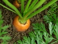 Carrots bed Royalty Free Stock Photo