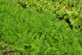 Carrots and the beet growing in a kitchen garden Royalty Free Stock Photo