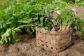 Carrots beets and parsnips in garden