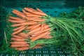 Carrots Royalty Free Stock Photo