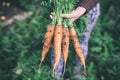 Carrots bunch in a female hand with a green tops of vegetable Royalty Free Stock Photo