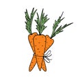 Carrots. A bunch of three orange carrots tied with string on a white background.