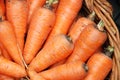 Carrots crop in a basket