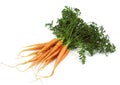 CARROTS daucus carota AGAINST WHITE BACKGROUND