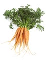 CARROTS daucus carota AGAINST WHITE BACKGROUND