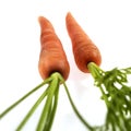 Carrots, daucus carota, Vegetables against White Background