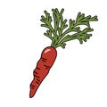 Carrots in doodle style. Vector graphics.