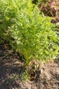 Carrots are edible taproots that belong to the Apiaceae family. They come in various colors, with orange being the most common.