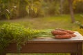 Carrots, first spring summer crop. Healthy food, gardening