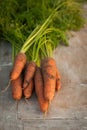 Carrots, first spring summer crop. Healthy food, gardening