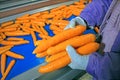 Carrots in food processing plant Royalty Free Stock Photo